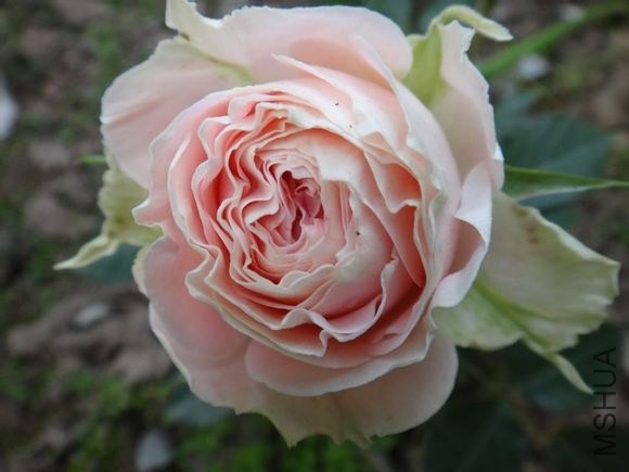 e14eb2fd5266d016d0638cad952bd40734fa3556.jpg