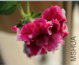 IMG_0925_����.png