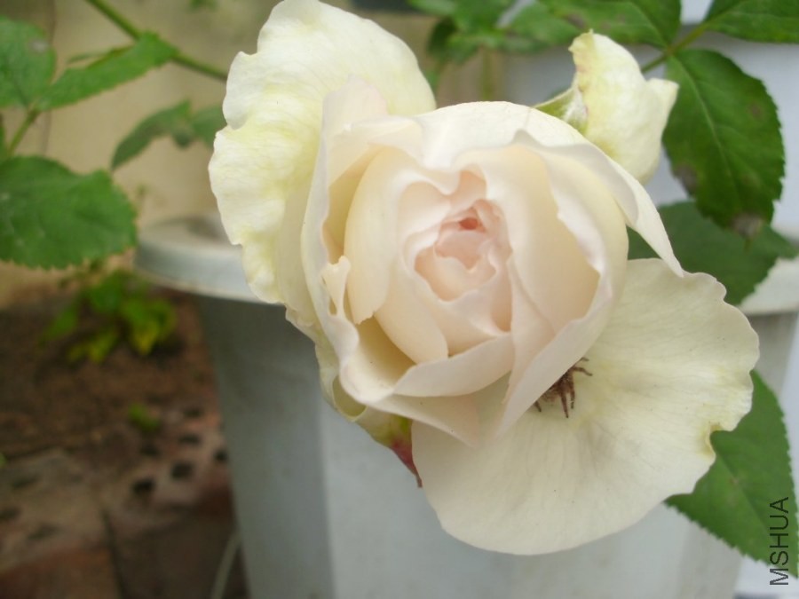 TD776_IMG_0223.JPG