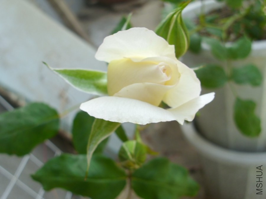 TD776_IMG_0346.JPG