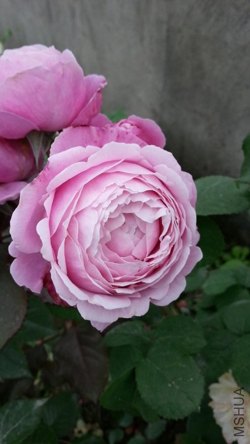 20140428_165232.jpg