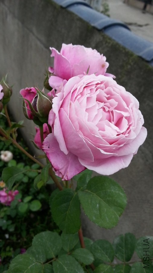 20140428_165250.jpg
