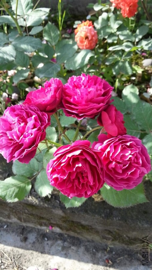20140505_085639.jpg