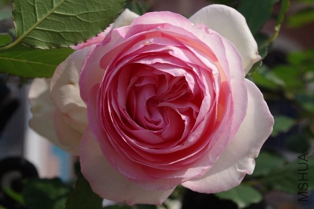 IMGP0930.JPG