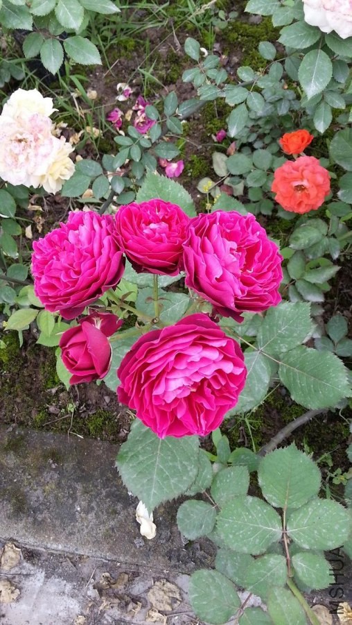 20140428_165154.jpg
