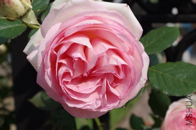 IMGP0929.JPG