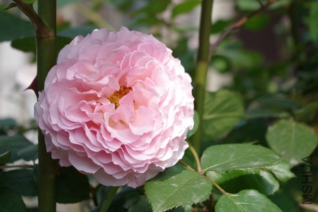 IMGP0948.JPG