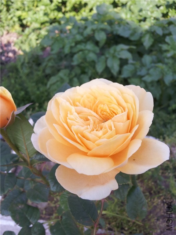 20140507_073942.jpg