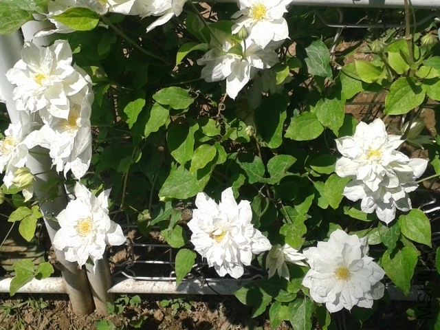 20140507_110929.jpg