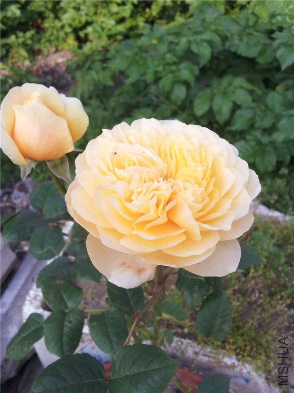 5��8�գ����������ǰһ��һ���ĵ�