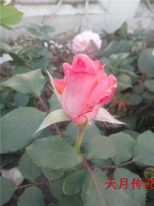 �찲��