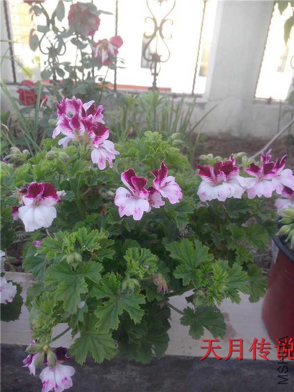 IMG20140507006.jpg