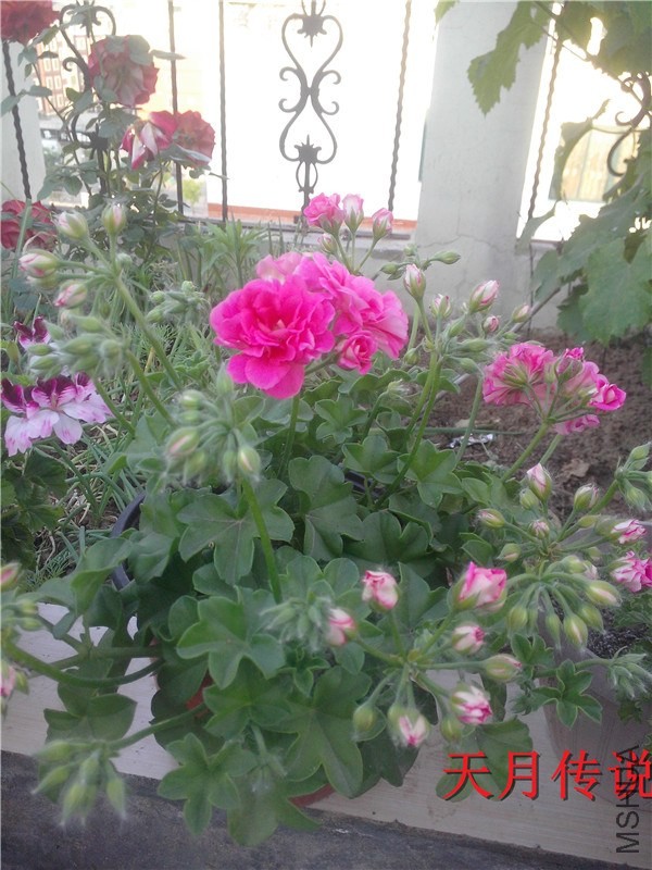 IMG20140507005.jpg