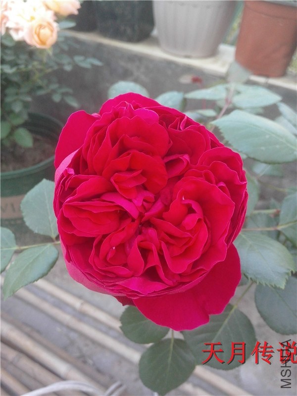 IMG20140507008.jpg