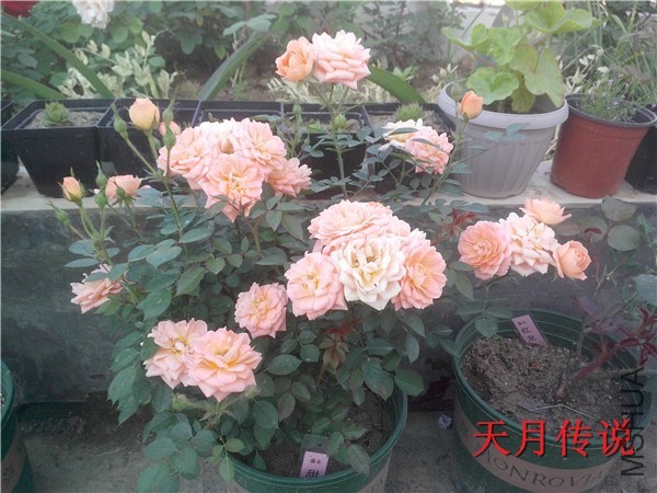 IMG20140507010.jpg