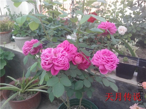 IMG20140507011.jpg