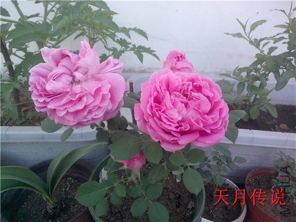 IMG20140507012.jpg