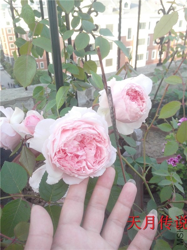 IMG20140507013.jpg