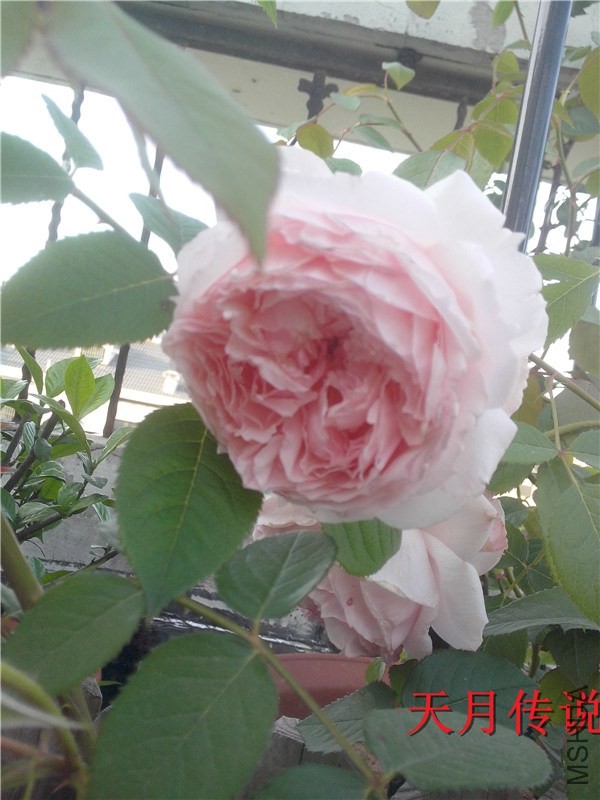 IMG20140507014.jpg