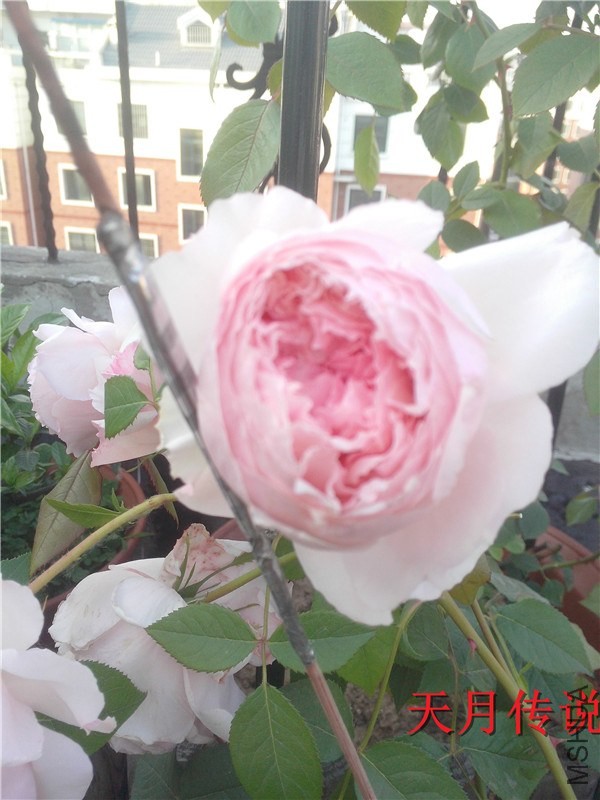 IMG20140507015.jpg