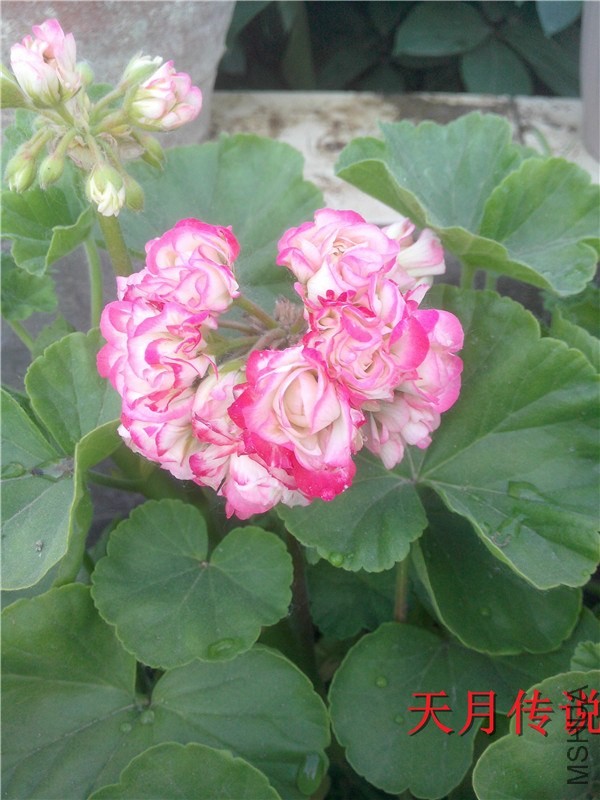 IMG20140507017.jpg