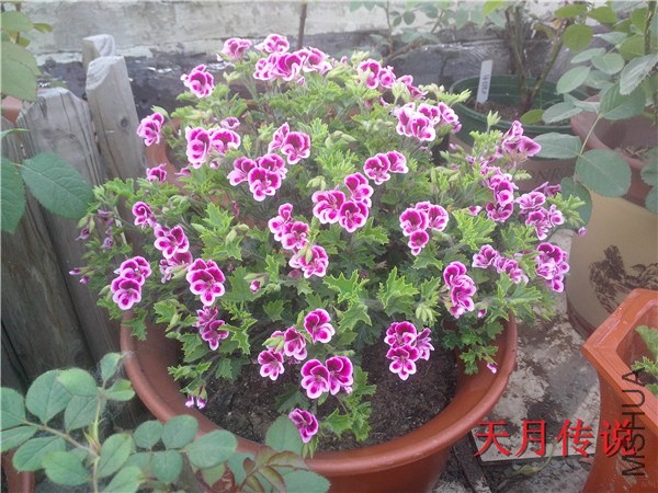 IMG20140507018.jpg