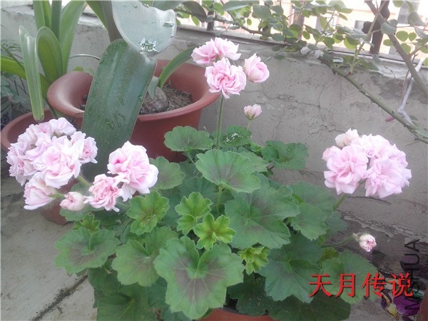 IMG20140507020.jpg