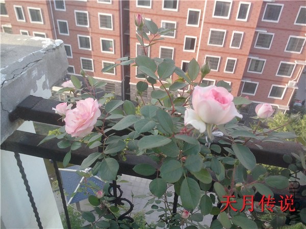 IMG20140507021.jpg