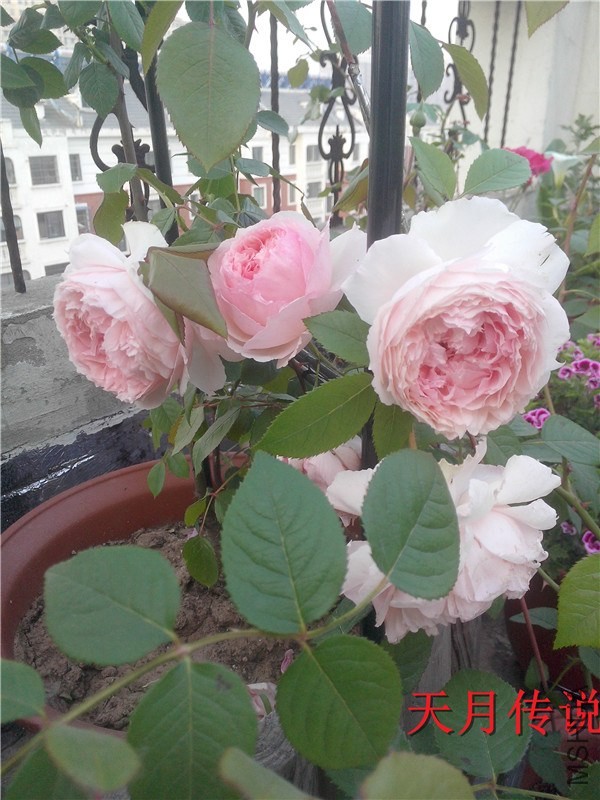 IMG20140508002.jpg