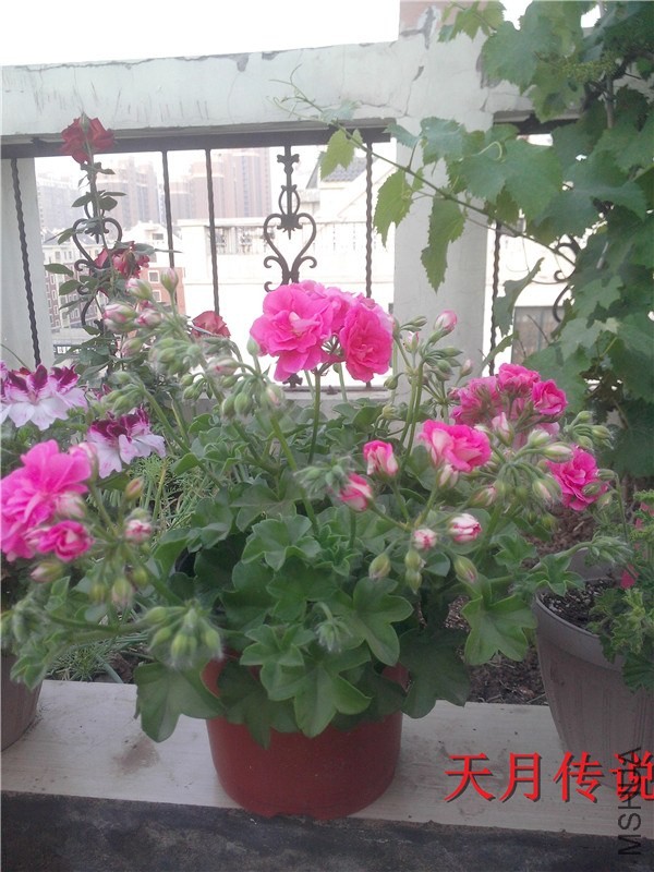 IMG20140508003.jpg