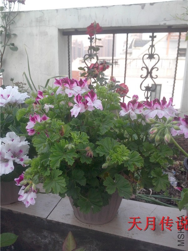 IMG20140508004.jpg
