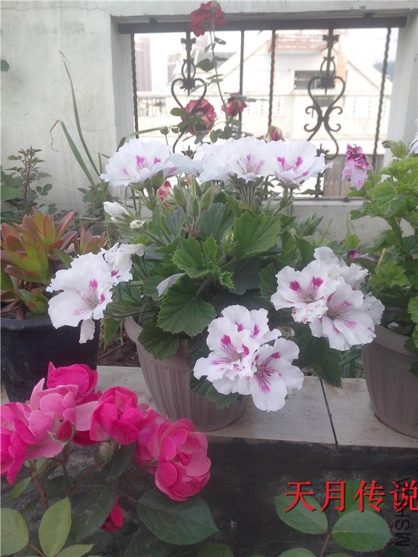 IMG20140508005.jpg