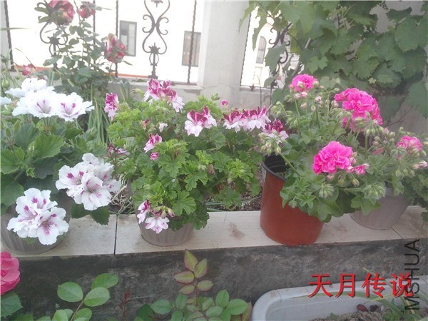 IMG20140508006.jpg