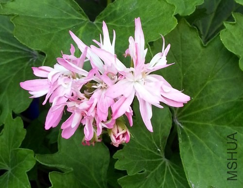 ���ÿ���Win Ellison20140508A.jpg