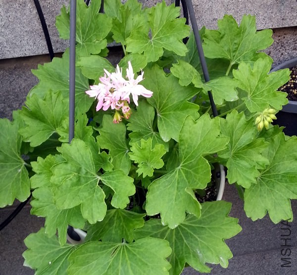 ���ÿ���Win Ellison20140508B.jpg