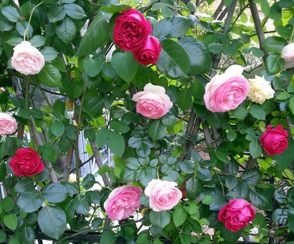 ��ɫ��ɳ��ʯ20140508B.jpg