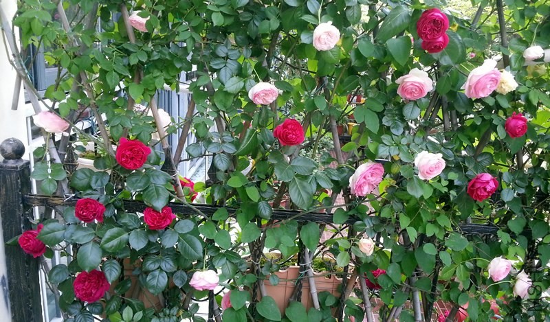 ��ɫ��ɳ��ʯ20140508C.jpg