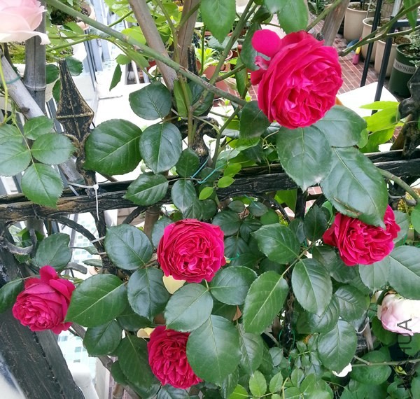 ��ɫ��ɳ��ʯ20140508A.jpg