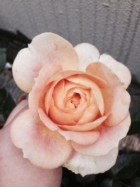 psb (1).jpg