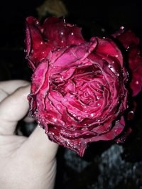 psb (5).jpg