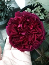 psb (7).jpg