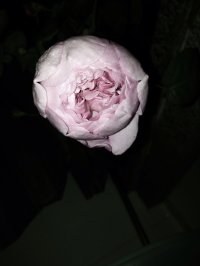 psb (9).jpg