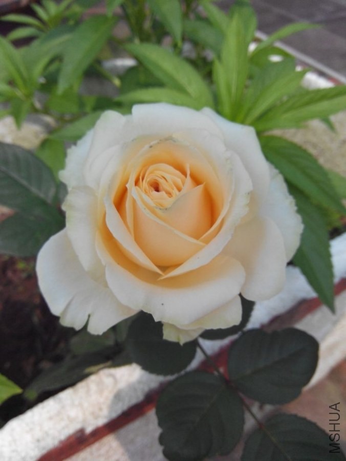 QQͼƬ20140418095013.jpg