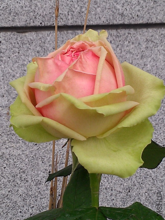 IMAG7881.jpg