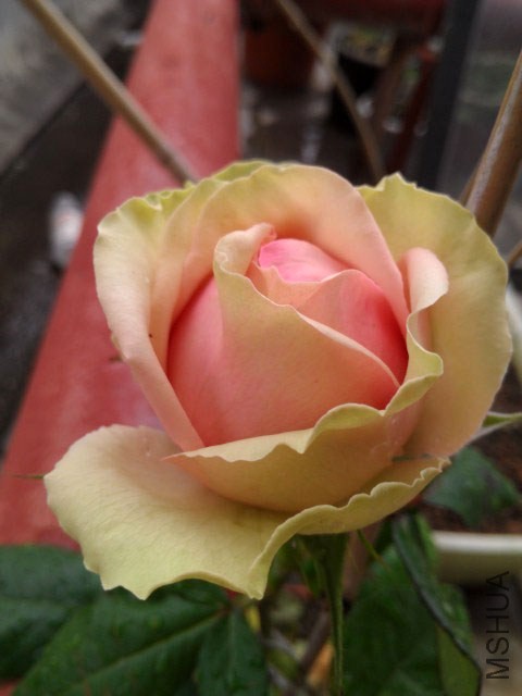 IMAG7814.jpg