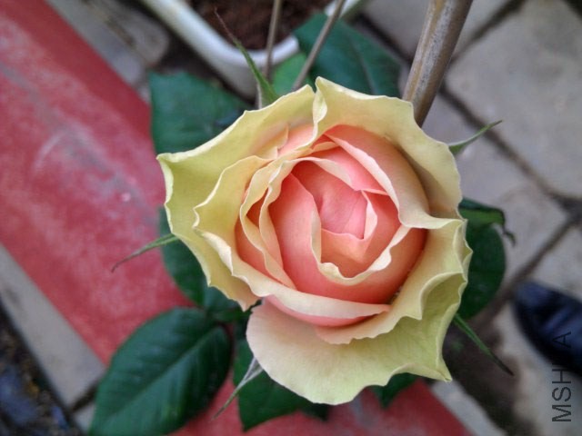 IMAG7806.jpg