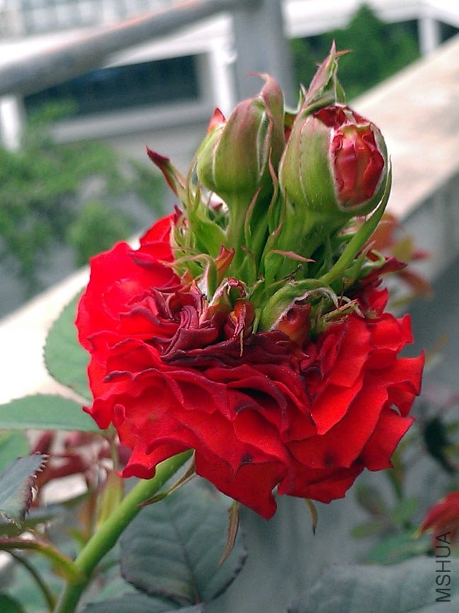 IMAG7865.jpg