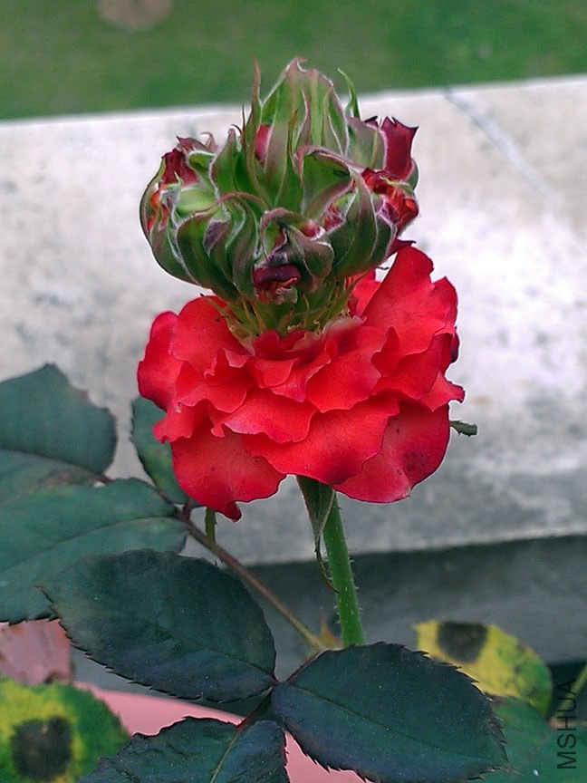 IMAG7869.jpg