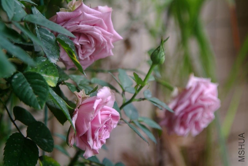 DSCF0508.JPG