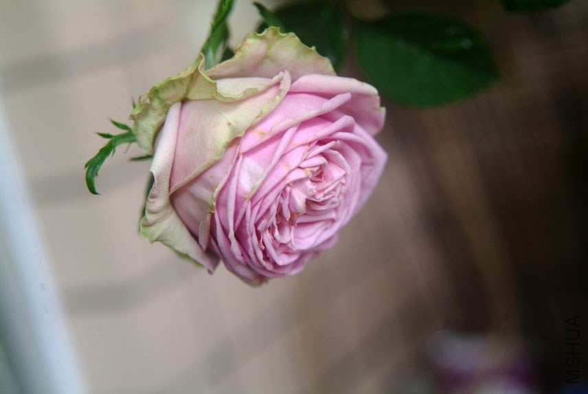 DSCF0516.JPG